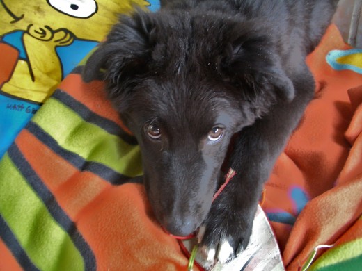 aqui de joven cachorro..... aqui de joven cachorro.....